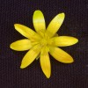 Květ orseje jarní (Ficaria verna) zachycený pouze ve viditelném světle (přibližně v rozmezí 400–700 nm). Foto P. Pecháček