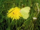 Žluťásek řešetlákový (Gonepteryx rhamni) jako jeden z opylovačů rostlin. Foto P. Pecháček