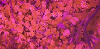 Venkovní expozice porostu orseje jarní (Ficaria verna) v ultrafialové (UV) části spektra. Foto P. Pecháček