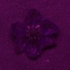 Jahodník trávnice (Fragaria viridis), fotografie květu v ultrafialové části spektra ukazuje, že povrch květu pohlcuje velkou část dopadajících UV paprsků. Foto P. Pecháček