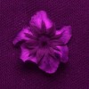 Jahodník trávnice (Fragaria viridis), fotografie spodní části květu v ultrafialovém spektru. Květ je zespodu mnohem méně UV-absorpční, než vrchní strana, což je pravděpodobně dáno menším množstvím pigmentů, které pohlcují UV paprsky. Foto P. Pecháček