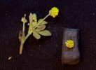 Tolice dětelová (Medicago lupulina) ve viditelné části spektra. Foto P. Pecháček