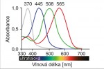 Citlivost čtyř různých fotoreceptorů v typickém ptačím oku. Člověk i včela mají na rozdíl od ptáků receptory jen tři a s odlišnými maximy citlivosti.  Převzato z Wikimedia Commons,  v souladu s podmínkami použití