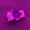 Sléz přehlížený (Malva neglecta), fotografie v UV spektru. Foto P. Pecháček