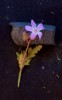 Kakost smrdutý (Geranium robertianum), fotografie ve viditelné části spektra. Foto P. Pecháček