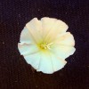 Opletník plotní (Calystegia sepium), fotografie ve viditelné části spektra. Foto P. Pecháček