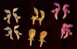 Na fotografii (ve viditelné části spektra) zleva květ hluchavky bílé (Lamium album), pitulníku žlutého (Galeobdolon luteum) a hluchavky nachové (L. purpureum). Foto P. Pecháček