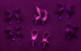 Na fotografii (v ultrafialové části spektra) zleva květ hluchavky bílé (Lamium album), pitulníku žlutého (Galeobdolon luteum) a hluchavky nachové (L. purpureum). Foto P. Pecháček