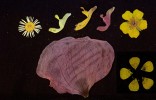 Podoba sušených květů/květenství vybraných druhů ve viditelné  části spektra. V horní řadě zleva sedmikráska chudobka,  hluchavka bílá (Lamium album), pitulník žlutý (Galeobdolon luteum), hluchavka nachová (L. purpureum) a mochna plazivá (Potentilla reptans); ve spodní řadě mák vlčí (Papaver rhoeas) a pryskyřník prudký (Ranunculus acris). Foto P. Pecháček
