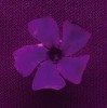 Brčál menší (Vinca minor). Horní strana květu odráží mnohem méně UV záření než spodní. Foto P. Pecháček