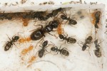 Královna mravence Lasius umbratus s vlastními dělnicemi (malé žluté)  a s dělnicemi hostitelského mravence obecného (L. niger). Foto V. Souralová