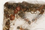 Královna mravence otrokářského (Polyergus rufescens) a dělnice hostitelského druhu F. rufibarbis. Foto V. Souralová