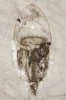 Doposud nepojmenovaný žahavec z čchingťiangské bioty. Šířka zvonu  medúzy je asi 7 mm. Ze sbírek  Northwest University, Si-an.  Fotografii laskavě poskytla D. Fuová.