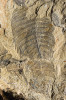 Části trupu několika jedinců  rodu Kodymirus z paseckých břidlic. Kodymirus byl pravděpodobně predátor. Některé fosilní stopy nalezené v paseckých břidlicích naznačují, že svými  loupeživými končetinami hledal potravu v bahnitém dně. Délka největší části  trupu asi 2 cm. Ze sbírek České geologické služby. Foto L. Laibl 