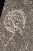 Dvoumiskový krunýř členovce rodu Isoxys, zachovaný z hřbetního pohledu v břidlicích ze Sirius Passet.  Isoxys volně plaval v kambrických  oceánech, a tak měl kosmopolitní  rozšíření. Vyvinuté trávicí žlázy  a robustní přední končetiny s trny  (na vyobrazeném jedinci se nezachovaly) naznačují, že šlo o predátora.  Délka bez trnů asi 1 cm.  Ze sbírek Natural History Museum  of Denmark, University of Copenhagen, fotografii laskavě poskytl D. A. T. Harper.
