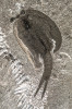Drobný dvoumiskový členovec  rodu Perspicaris z burgesských břidlic. Tento rod má velké oči na krátkých stopkách a živil se pravděpodobně drobnými  organickými částečkami, které vybíral z bahnitého dna. Délka jedince je asi 2 cm. Ze sbírek National Museum for Natural History, Smithsonian Institution,  fotografii laskavě poskytla  A. C. Daleyová