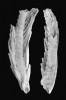 Část končetiny členovce rodu  Austromarrella se zřetelným článkováním a dlouhými, do stran vybíhajícími lamelami, které mohly sloužit k dýchání. Fosfatizovaná zkamenělina tzv. orstenského typu zachování. Délka končetiny je asi 1 mm. Ze sbírek Commonwealth Palaeontological Collection of Geoscience Australia. Foto z článku J. Hauga a kol. (2013), v souladu s podmínkami použití  a s laskavým svolením autora