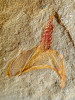Stylophoran rodu Thoralicystis z fezouatských břidlic. Stylophorani  byli asymetričtí ostnokožci, kteří žili  na mořském dně a svým ramenem  filtrovali drobné organické částečky z vody. Délka jedince asi 2 cm. Foto M. Mergl