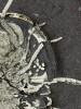 Líce trilobita rodu Triarthrus  se 7 drobnými vajíčky, která jsou umístěna v prostoru poblíž třetí hlavové končetiny. Detail jedince z předchozího. Fotografii laskavě poskytl T. Hegna