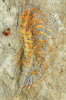 Trilobit rodu Anacheirurus z fezouatských břidlic zachovaný z břišního pohledu. Na tomto exempláři jsou patrné kráčivé vnitřní větve dvouvětevných končetin. Délka jedince zhruba 1 cm. Ze sbírek Musée cantonal de géologie v Lausanne (Švýcarsko). Foto F. Pérez-Peris