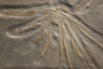 Druh Palaeoisopus problematicus  je největší nohatkou z hunsrückých  břidlic. Šlo pravděpodobně o aktivního predátora, jehož mladí jedinci se nejspíše  specializovali na požírání lilijic.  Rozpětí končetin jedince asi 20 cm. Ze sbírek Hunsrück Fossilienmuseum Bundenbach. Foto L. Laibl
