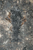 Rakovec Nectotelson krejcii patří mezi nejhojnější živočichy ze sapropelitového uhlí (plynového uhlí používaného k výrobě svítiplynu) z Nýřan. Tento drobný korýš dosahoval délky 1–2 cm a obýval vody nýřanského jezera. Fotografii laskavě poskytl M. Mergl.
