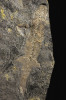 Lepospondylní tetrapod Microbrachis pelikani ze sapropelitového uhlí z Nýřan. Tento drobný druh s krátkými končetinami obýval mělké vody nýřanského jezera. Délka jedince je asi 14 cm. Ze sbírek Národního muzea v Praze, vystaveno  ve stálé expozici Okna do pravěku.  Fotografii laskavě poskytl B. Ekrt.