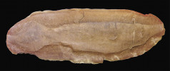 Podivný živočich Tullimonstrum  gregarium z lokality Mazon Creek  v Illinois (USA), který může představovat neobvyklého zástupce mihulí. Délka jedince kolem 20 cm. Upraveno, v souladu s podmínkami použití (CC BY-SA).  Foto: Ghedo, Wikimedia Commons