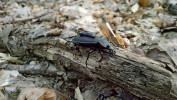 Střevlík kožitý (Carabus coriaceus) je největším druhem střevlíka nejen u nás, ale i v Maďarsku, s rozměry dosahujícími až 40 mm, s černým zbarvením a lehce zrnitou strukturou na krovkách.  Jeho areál zahrnuje většinu Evropy  a stanovištní nároky má pestré, od různých typů lesa po lesní lemy, louky, za­hrady a sady. V Maďarsku jde o primárně lesní druh. Na obr. jeden ze sledovaných jedinců s připevněnou vysílačkou,  těsně před vypuštěním do přírody. Foto J. Růžičková