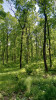 Studijní plocha, stanoviště s lesním zásahem zahrnuté do výzkumu – přípravná seč. Foto J. Růžičková