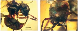Pozdně křídový mravenec Zigrasimecia ferox (Sphecomyrminae) nalezený v jantaru z Myanmaru. Foto V. Perrichot (se svolením z www.AntWeb.org)