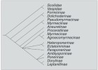 Fylogeneze mravenců sestavená  na základě morfologických znaků. Upraveno podle: L. Keller (2009)