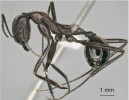 Dělnice Aphaenogaster cockerelli z Mexika (Myrmicinae) se, jako všichni příslušníci této podčeledi, vyznačují dvoučlánkovou tělní stopkou. Foto A. Walker (se svolením z www.AntWeb.org)