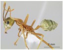 U mravenců z podčeledi Formicinae je tělní stopka jednočlánková, jako u druhu Oecophylla smaragdina z Austrálie. Foto M. Branstetter (se svolením z www.AntWeb.org)