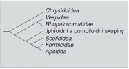 Fylogeneze žahadlových blanokřídlých (Hymenoptera: Aculeata). Upraveno podle: B. R. Johnson a kol. (2013)