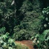 Na 1 m2 tropického deštného lesa v Jižní Americe lze najít i více než tisíc mravenčích dělnic několika desítek  druhů. Na obr. pobřežní okraj  nížinného deštného lesa v Ekvádoru. Foto P. Kovář