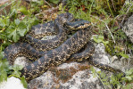 Užovka sarmatská (Elaphe sauromates) ze západní Anatolie, z východu Balkánu a ze stepních oblastí na sever od Černého a Kaspického moře, je dnes od užovky drúzské evolučně velmi vzdálena. Foto D. Jablonski