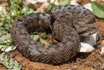 Mezi další endemické hady v horách jižní Levanty patří ohrožená zmije libanonská (Montivipera bornmuelleri). Foto D. Jablonski