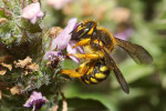 Vlnařka sedmizubá (Rhodanthidium septemdentatum) je naším největším a nejpestřejším druhem „ulitových“ včel, najdeme ji jen velmi vzácně na  nejzachovalejších vápencových stepích. Foto N. Vereecken