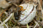 Zednice dvoubarvá (Osmia bicolor) –  samice na ulitě  páskovky žíhané (Caucasotachea  vindobonensis).  Tento druh zednice  patří k nemnoha  druhům včel z čeledi čalounicovití (Megachilidae)  specializovaným  ke hnízdění v prázdných ulitách plžů. Foto N. Vereecken