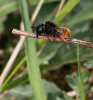 Samice zednice dvoubarvé (Osmia bicolor) nesoucí za letu kus stonku byliny k přikrytí hnízda. Foto N. Vereecken 