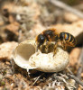 Zednice ryšavá  (Osmia rufohirta) maskující ulitu suchomilky obecné (Xerolenta obvia). Foto N. Vereecken