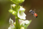 Zednice červená (Osmia andrenoides) u květu čistce přímého (Stachys recta). Foto N. Vereecken 