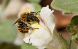 Zednice zlatavá (Osmia aurulenta) na květu hledíku (Antirrhinum sp.). Foto N. Vereecken