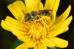 Zednice zoubkatá (Osmia spinulosa) je menší než ostatní druhy, hnízdí  v letních měsících a sbírá pyl na květech hvězdnicovitých (Asteraceae). Foto N. Vereecken