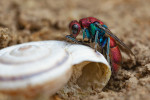 Zlatěnka měděná (Chrysura cuprea) obhlíží ulitu suchomilky obecné.  Foto P. Krásenský