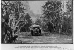 Rostliny opuncie vysoké přes 20 stop (více než 6 m) – „tichý teror“ ničící místní vegetaci a zabírající půdu farmářům.  Centrální Queensland, Austrálie (1921). Foto: Státní knihovna Queenslandu, v souladu s podmínkami použití
