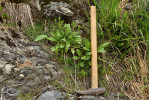 V těsné blízkosti křemen-karbonátové žíly na Podpěrově skále rostou pospolu vápnostřezné rostliny – vřes obecný  (Calluna vulgaris, vpravo nahoře)  a vápnomilné druhy hlaváč lesklý  (Scabiosa lucida, velké vejčité listy) a mateřídouška ozdobná sudetská  (Thymus pulcherrimus subsp. sudeticus, drobné tmavozelené vejčité listy  ve spodním patru). Foto L. Bureš