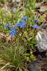 Hořec jarní (Gentiana verna)  je vázán především na vlhké biotopy, sycené většinou mírně vápnitou vodou. Grabowského žleb. Foto L. Bureš