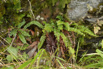 Kapradina hrálovitá (Polystichum lonchitis) je ve Velké kotlině vázána na skály z vápnitých hornin. Ve vysychajícím korytě Lískového potoka jí patrně stačí vápník z tavné vody. Foto L. Bureš